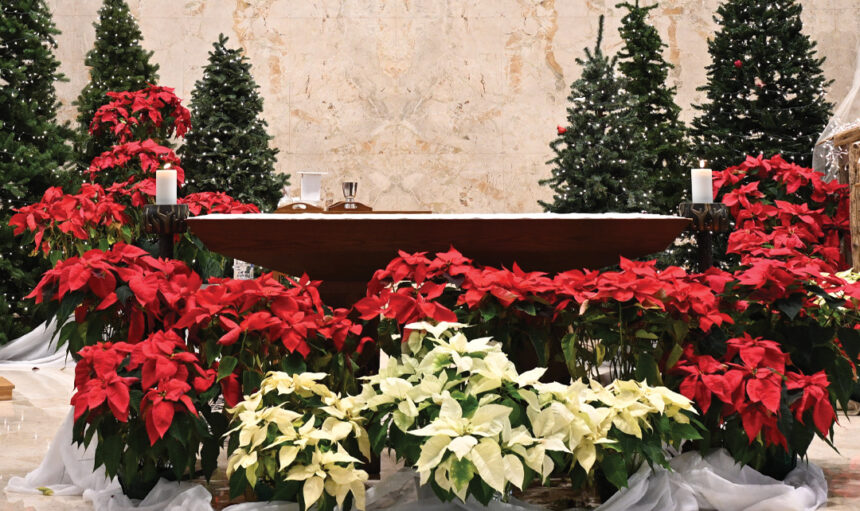 christmasflower_graphic