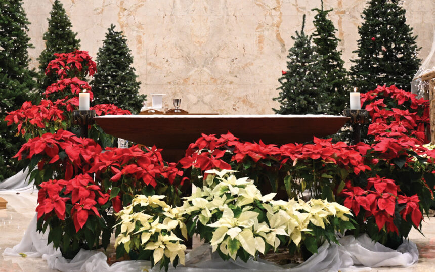 christmasflower_graphic